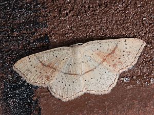 Cyclophora punctaria