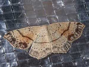 Cyclophora punctaria