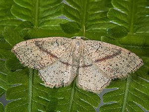 Cyclophora punctaria