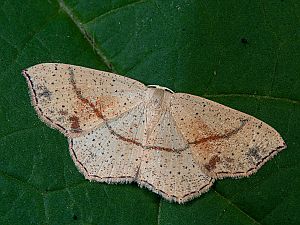 Cyclophora punctaria