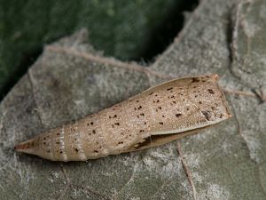 Cyclophora punctaria