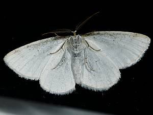 Cyclophora punctaria