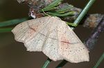 Cyclophora punctaria