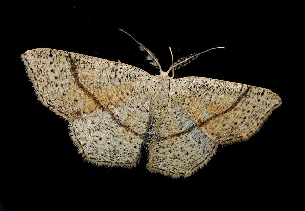 Cyclophora quercimontaria