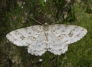 Ectropis crepuscularia