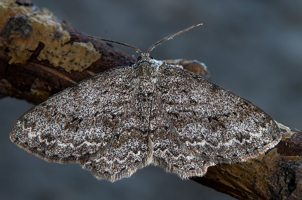 Ectropis crepuscularia