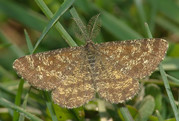 Ematurga atomaria