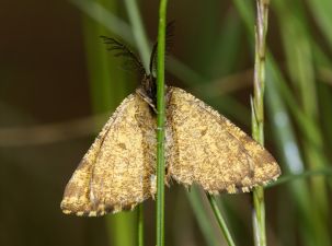 Ematurga atomaria