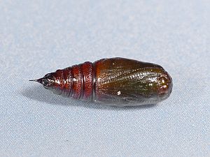 Ematurga atomaria