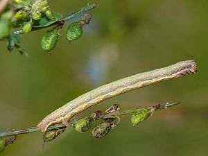 Ematurga atomaria