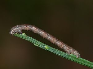 Ematurga atomaria