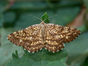 Ematurga atomaria