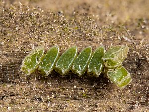 Ennomos erosaria