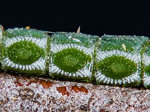 Ennomos erosaria