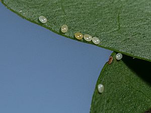 Epirrhoe alternata