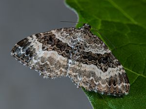 Epirrhoe alternata