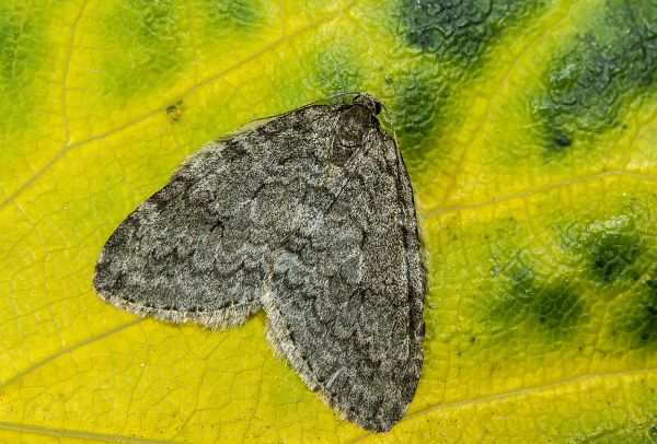 Epirrita dilutata