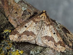 Erannis defoliaria