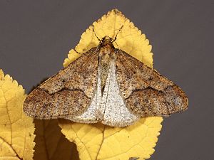 Erannis defoliaria