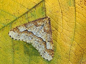 Erannis defoliaria