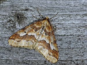 Erannis defoliaria