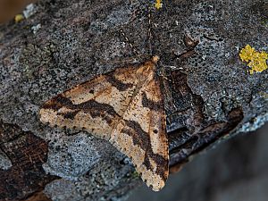 Erannis defoliaria