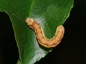 Erannis defoliaria