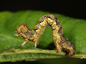 Erannis defoliaria