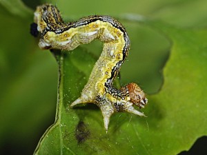 Erannis defoliaria