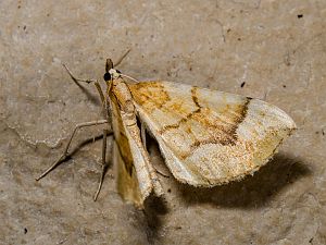 Eulithis mellinata