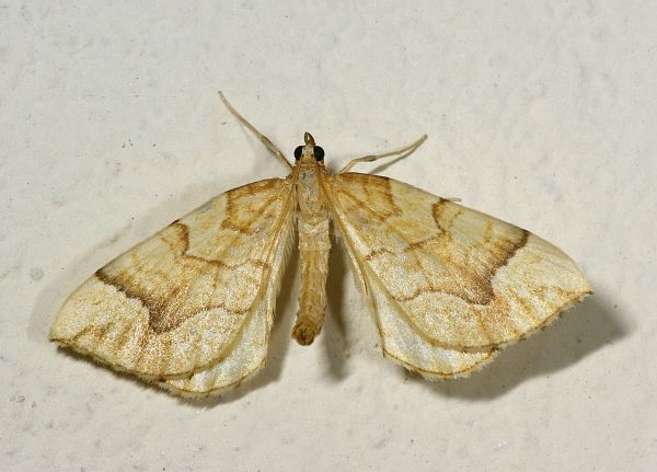 Eulithis mellinata