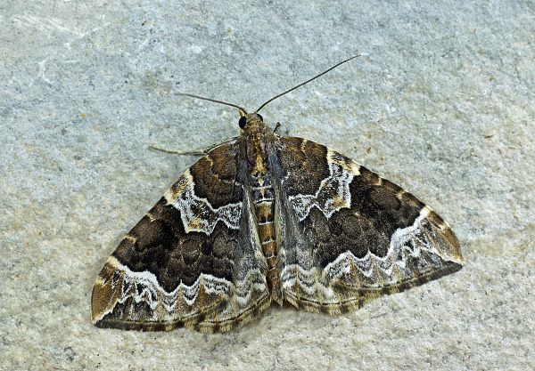 Eulithis prunata