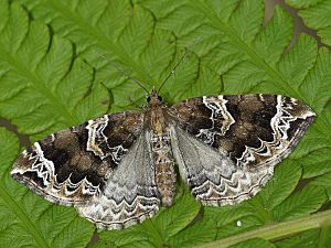 Eulithis prunata