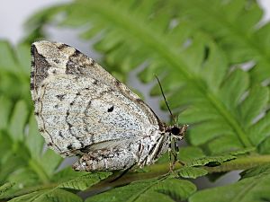 Eulithis prunata