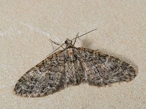 Eupithecia abbreviata