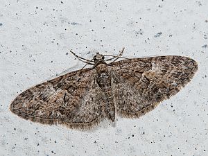 Eupithecia abbreviata