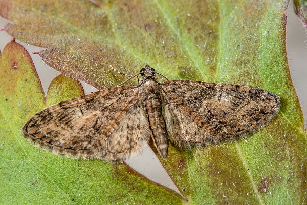 Eupithecia abbreviata