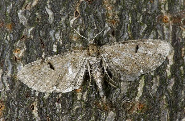 Eupithecia assimilata