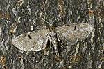 Eupithecia assimilata