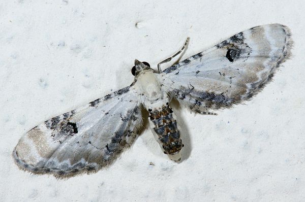 Eupithecia centaureata