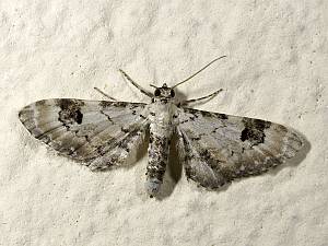 Eupithecia centaureata