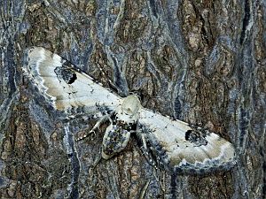 Eupithecia centaureata
