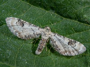 Eupithecia centaureata
