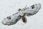 Eupithecia centaureata