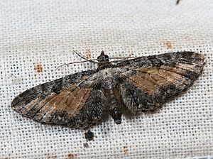 Eupithecia icterata