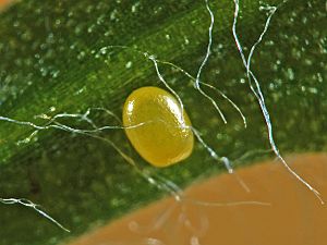 Eupithecia icterata Ei