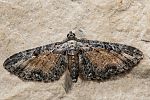 Eupithecia icterata