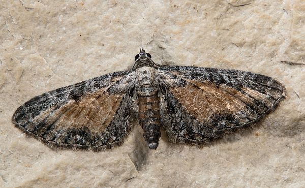 Eupithecia icterata