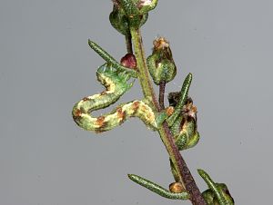 Euphitecia innotata