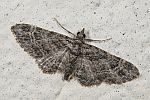 Eupithecia inturbata